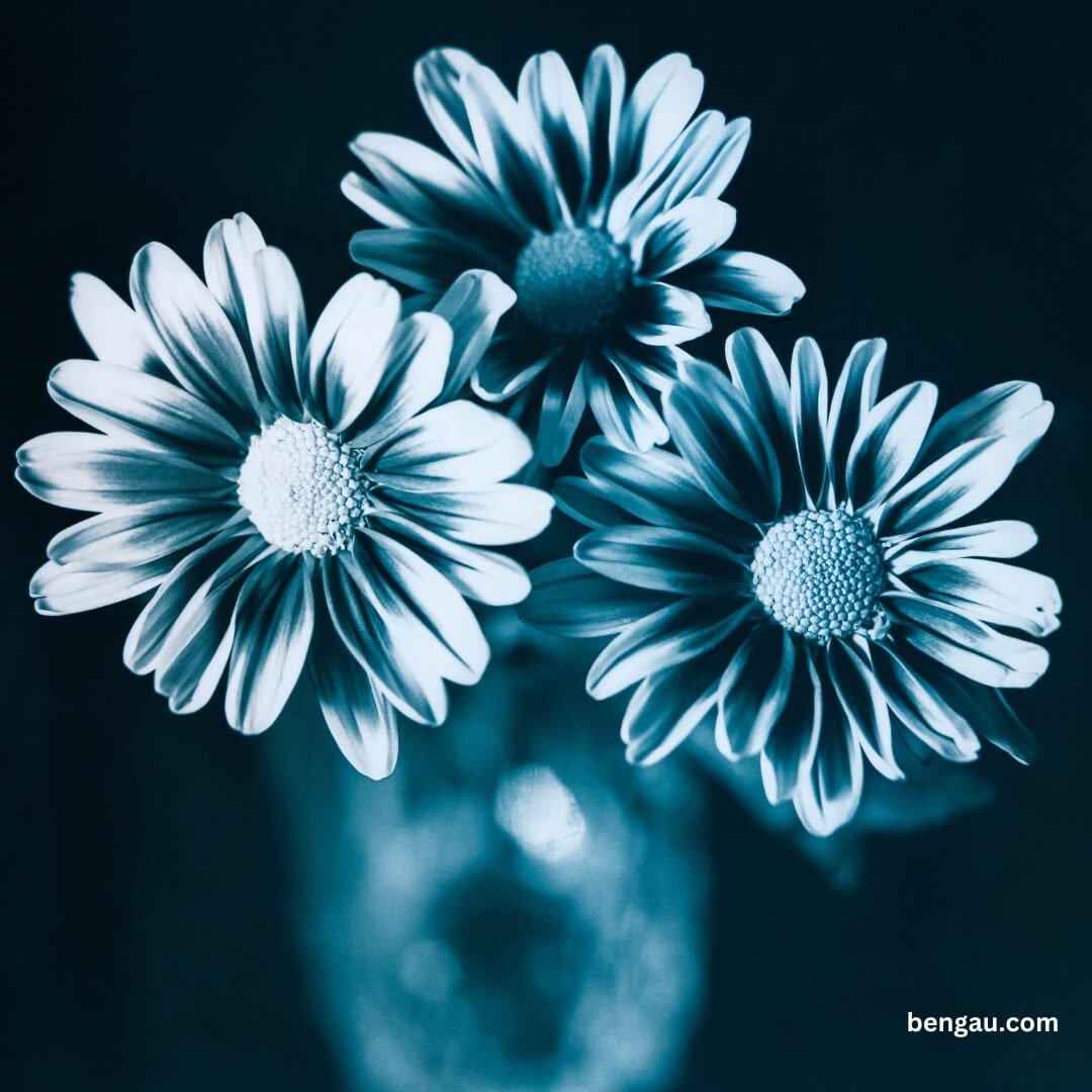 Gerberas in a vase Gerberi u vazi